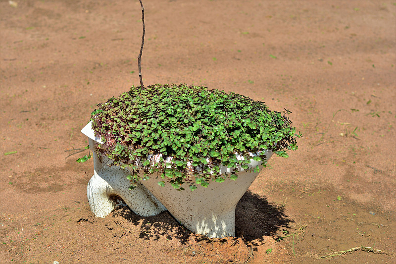 苦苣苔生长在田里的厕所里