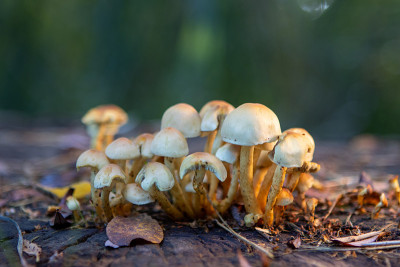 一组真菌生长在树桩上