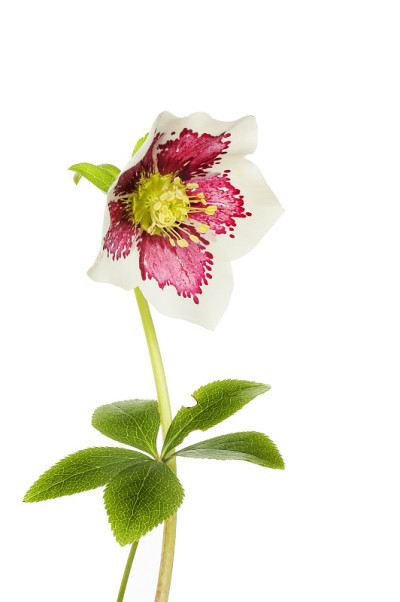 藜芦