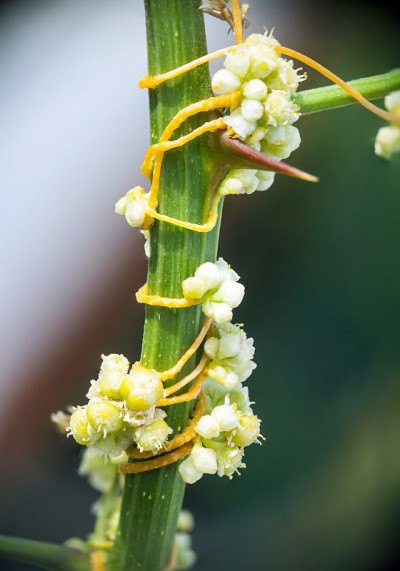 菟丝子属菟丝子属是一种寄生植物