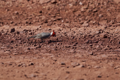 红冠红衣主教，pararia coronata，是一种鸣禽，属于tanagers Thraupida