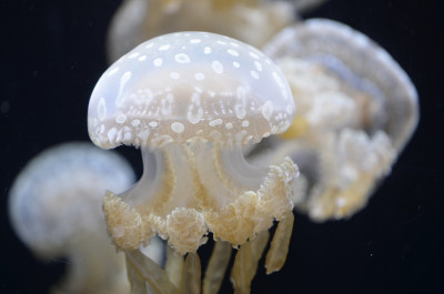 水母