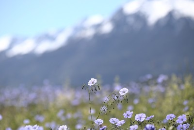 花