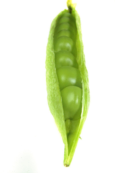 糖豌豆