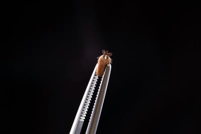 放大的tick和镊子