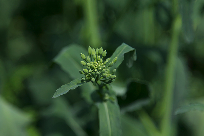 油菜籽地里的油菜芽