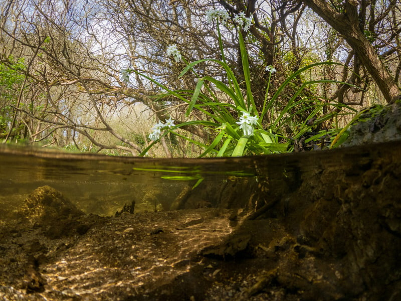 恩尼斯克里沼泽草地小溪边的三角蒜花