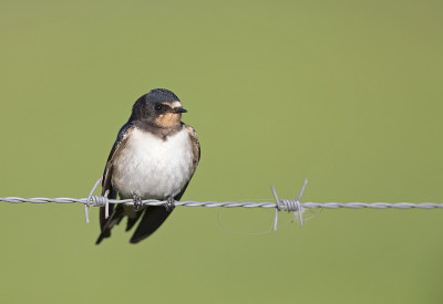年幼的家燕(Hirundo rustica)栖息在铁丝网上等待喂食。