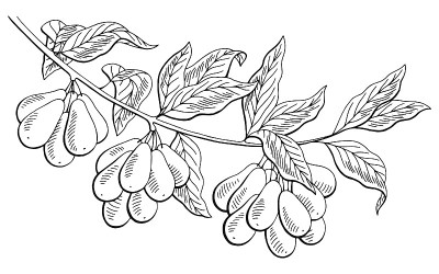 山茱萸浆果图形分支黑白色孤立素描插图矢量
