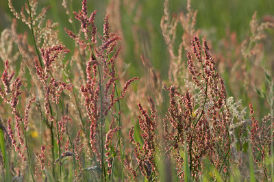 酢浆草属,Rumex
