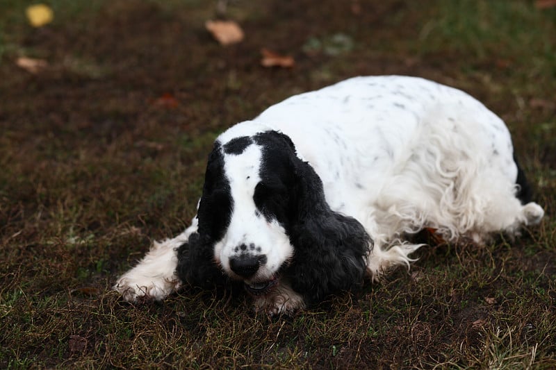 可卡犬躺在草地上