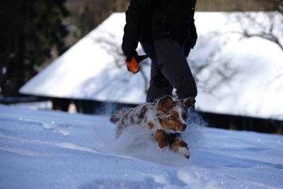 狗狗小狗冬天的雪