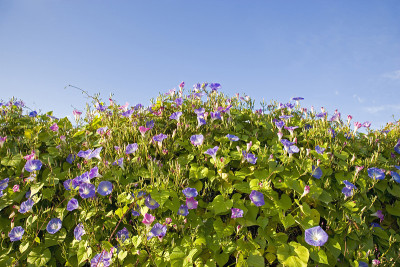 牵牛花