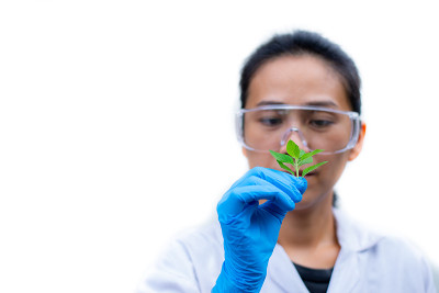科学家拿着薄荷叶在白色的背景