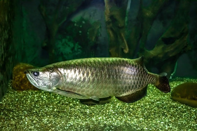水族馆水下的大型珍珠母鱼