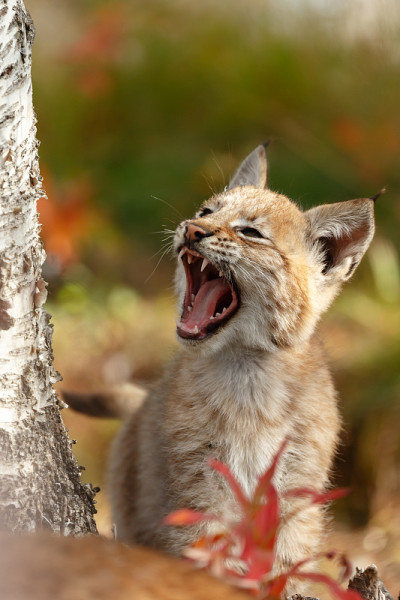 猞猁和幼崽