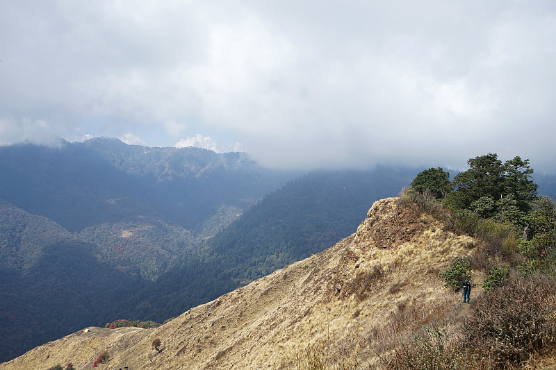 多云的蓝天和雪山与杜鹃树公园，尼泊尔的国花