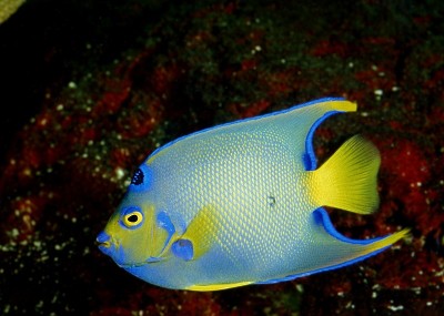 女王天使鱼，holacanthus ciliaris