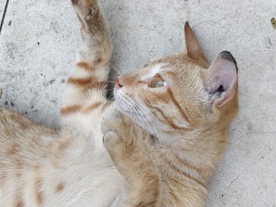 懒猫的肖像