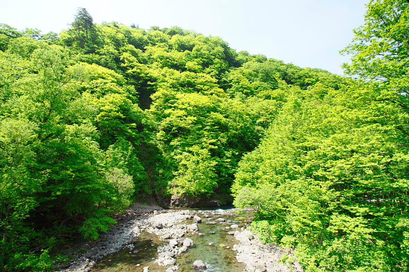 白神山地