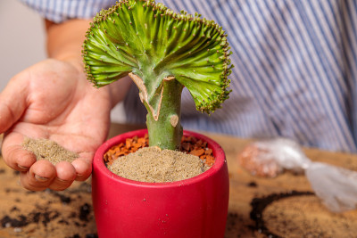 移植的室内植物大戟属植物。花卉移植园艺概念。