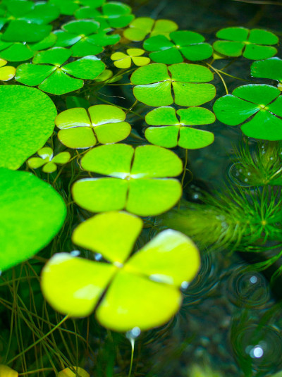 水生植物