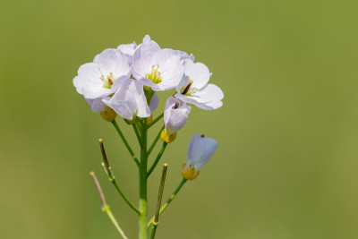球菌花(cardamine pratensis)