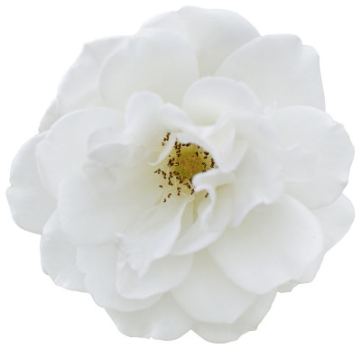 孤立的花