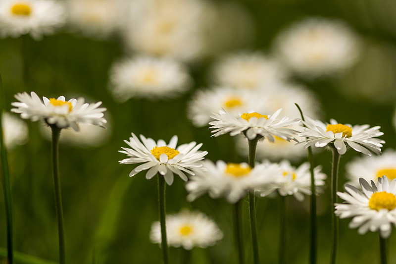 雏菊