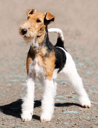狐狸犬站