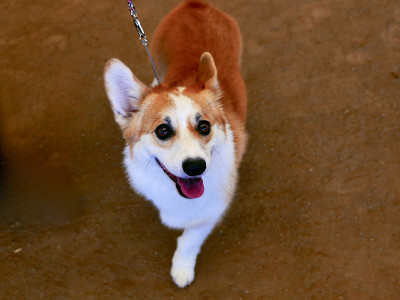 彭布罗克威尔士科基犬