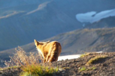 野狐狸下山去了