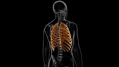 人体骨骼解剖肋骨笼3D渲染