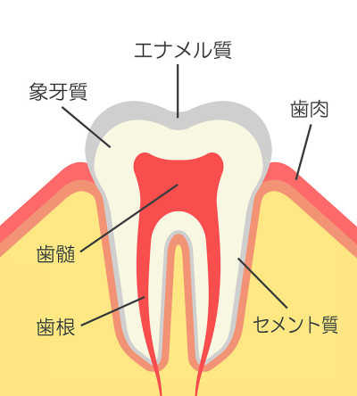 牙齿的结构