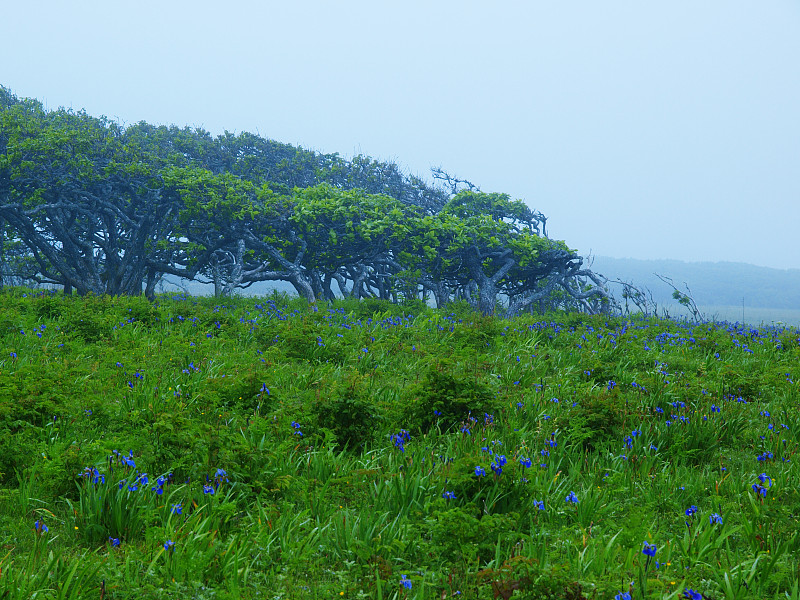 夏天北海道风景