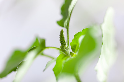 神圣的图拉西plantм