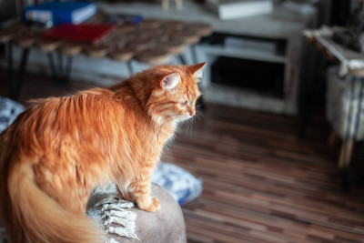 姜的猫