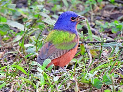 彩鹀(Passerina ciris)雄雀在草丛中觅食