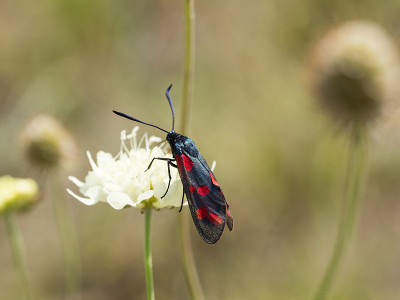 六斑天蛾(Zygaena filipendulae)是日蛾科的一种昼飞蛾。