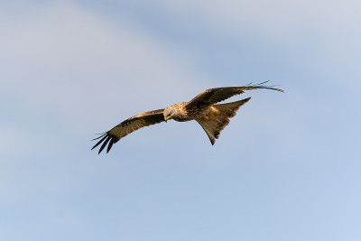 Milvus Milvus，红色风筝在飞行