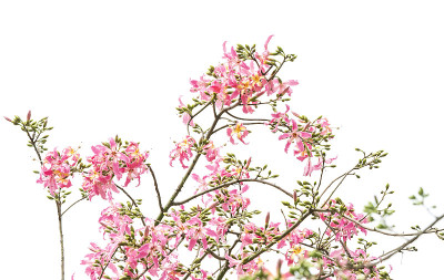 丝绵树花孤立在白色背景上