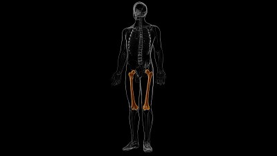 人体骨骼解剖股骨骨3D渲染