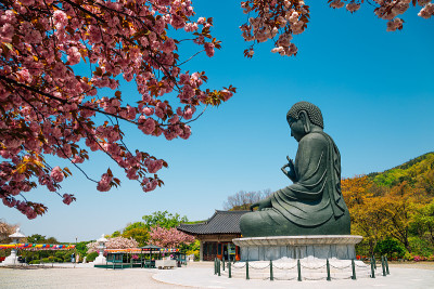 韩国天安寺的樱花佛像