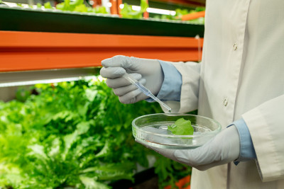 生物学家戴着手套，手持装有绿莴苣叶样本的培养皿