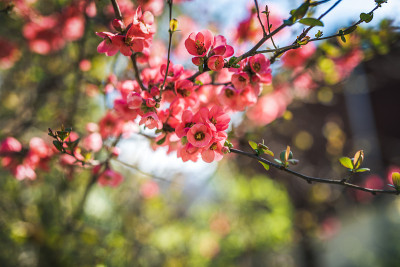 春花木瓜