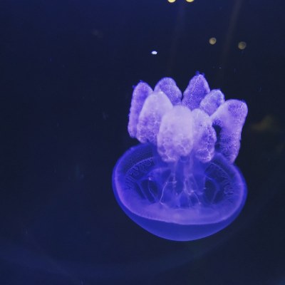 紫色的水母