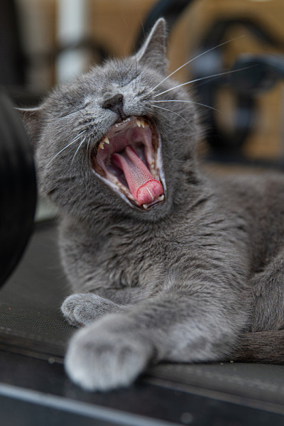 俄罗斯蓝猫户外肖像