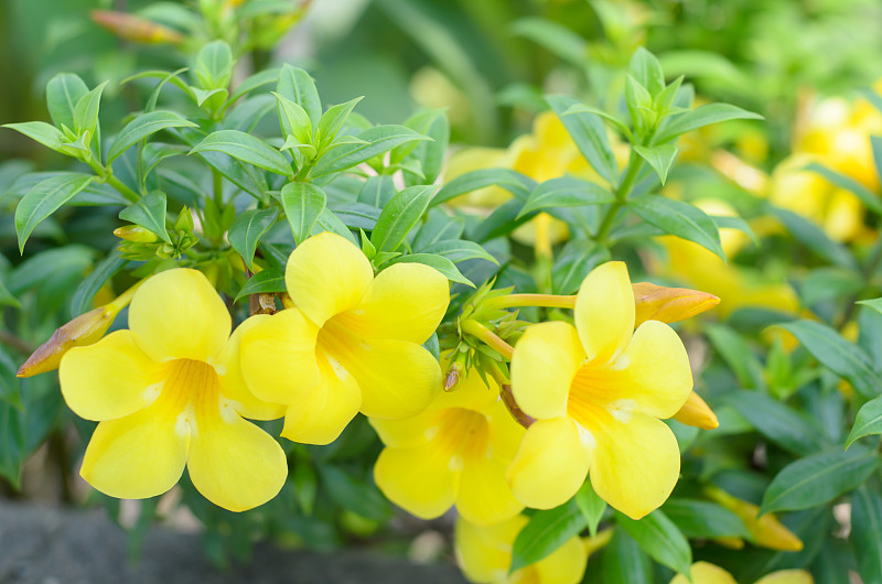 Allamanda cathartica