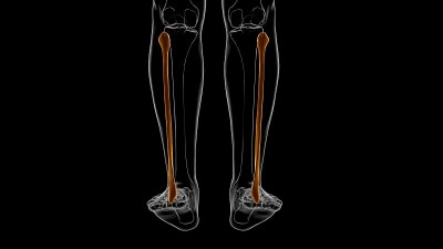 人体骨骼解剖腓骨骨3D渲染