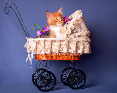 一只红白相间的缅因猫坐在婴儿车里。